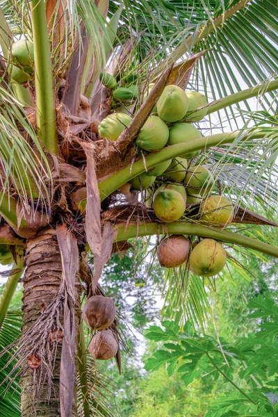 group of fresh coconut is still on the coconut trees