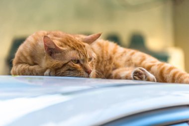 kedi yalan üzerinde araba çatı