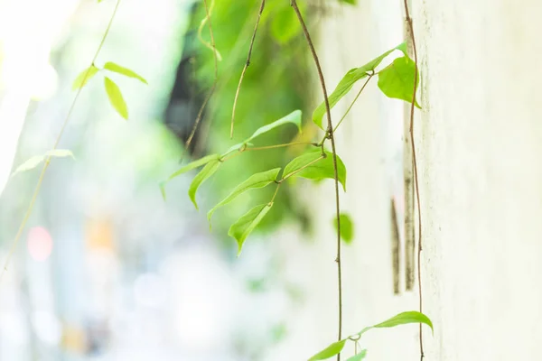 Close-up of leaves over white background — Stock Photo, Image