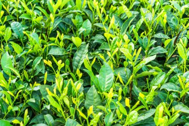 Çin çay alanının tam kare.