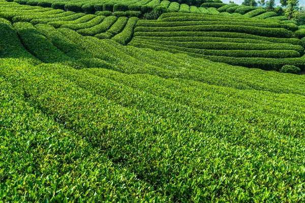 Çin 'deki yeşil çay tarlası..