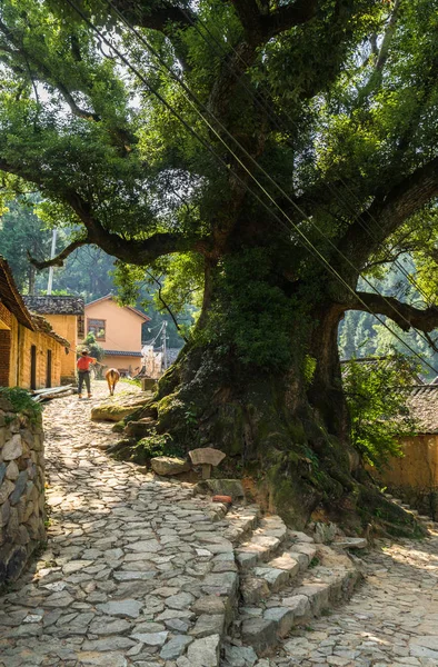 Grande albero di banyan nel villaggio cinese . — Foto Stock