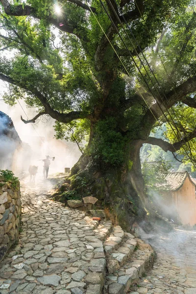 Gran árbol de banyan en aldea china . —  Fotos de Stock