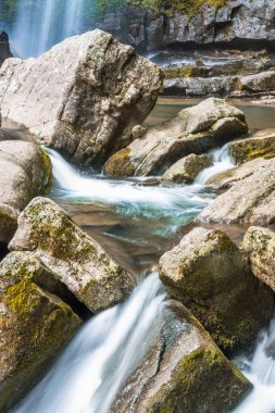 Dere akan aracılığıyla kayalarda orman.