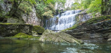 Dere akan aracılığıyla kayalarda orman.