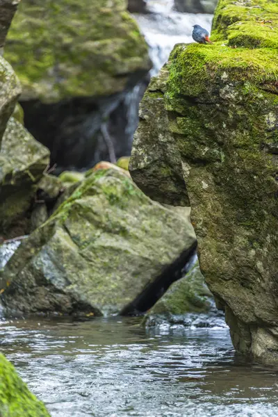 Flusso che scorre attraverso le rocce nella foresta . — Foto Stock