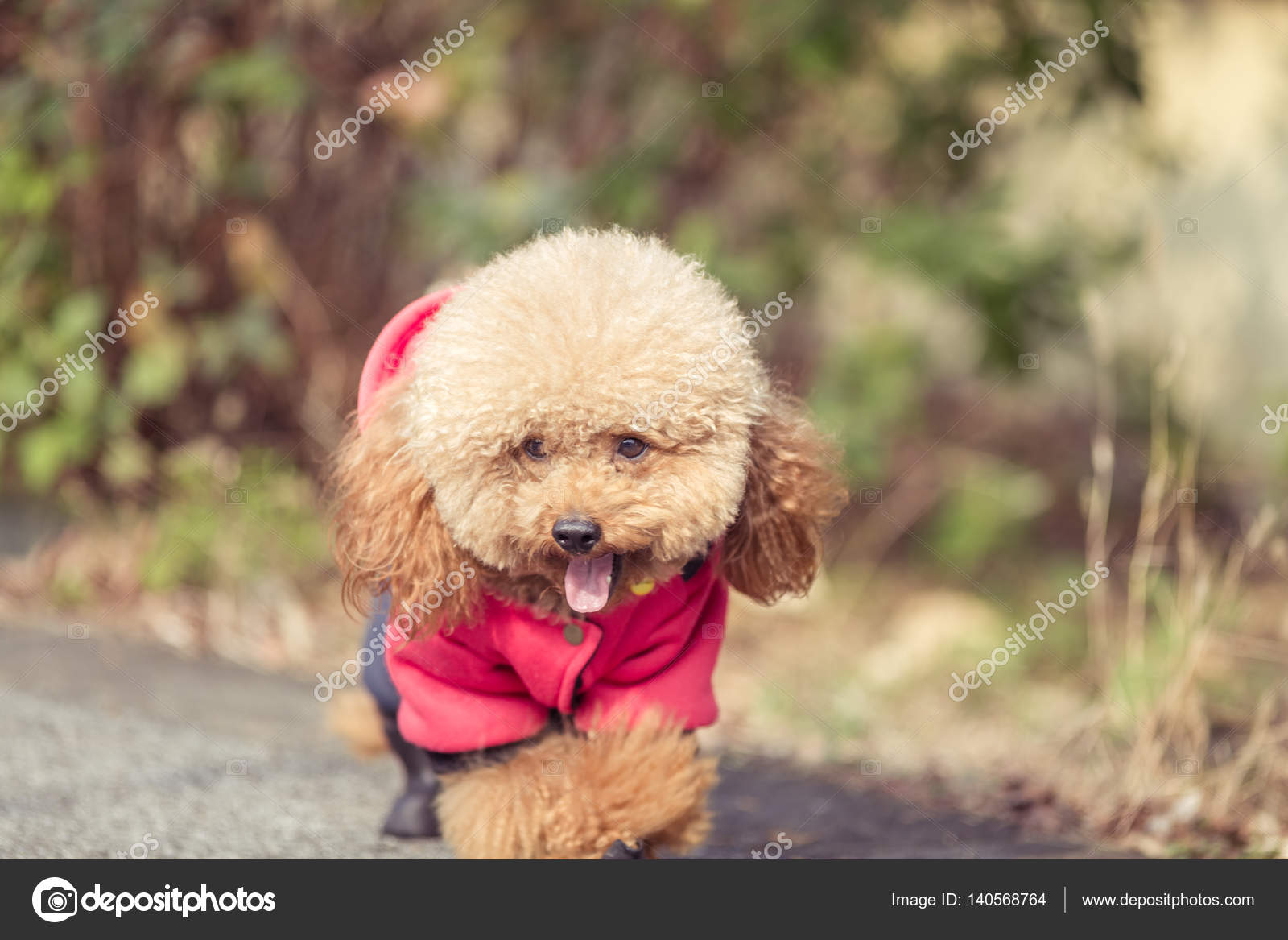 Toy Poodle playing in a park ⬇ Stock Photo, Image by © fanjianhua