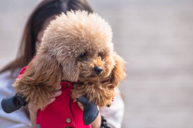 Oyuncak fino köpeği ile kadın ustası bir parkta oynarken