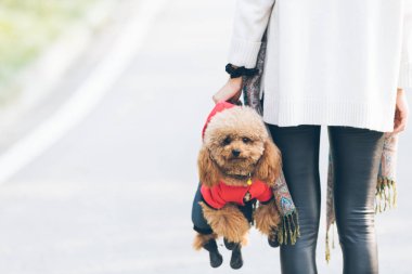Oyuncak fino köpeği ile kadın ustası bir parkta oynarken
