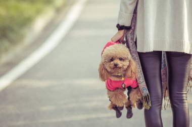 Oyuncak fino köpeği ile kadın ustası bir parkta oynarken