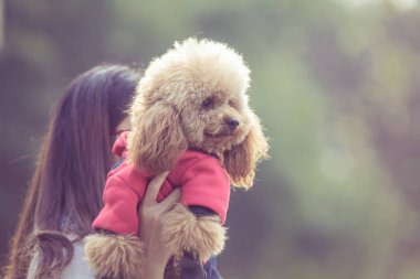 Oyuncak fino köpeği ile kadın ustası bir parkta oynarken