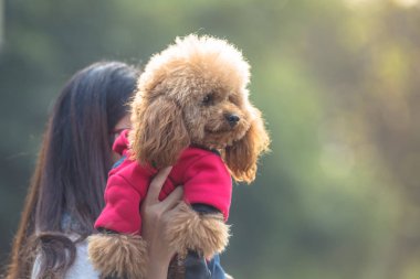Oyuncak fino köpeği ile kadın ustası bir parkta oynarken