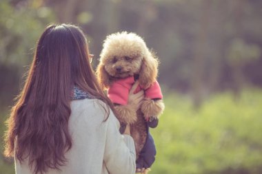 Oyuncak fino köpeği ile kadın ustası bir parkta oynarken