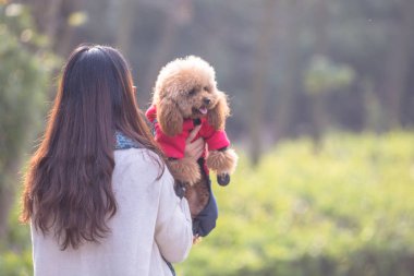 Oyuncak fino köpeği ile kadın ustası bir parkta oynarken