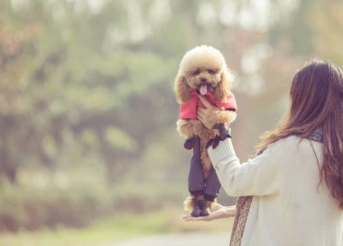 Oyuncak fino köpeği ile kadın ustası bir parkta oynarken