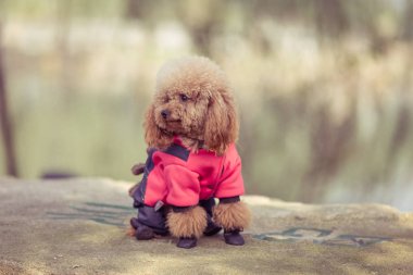 Bir parkta oynamak oyuncak fino köpeği 
