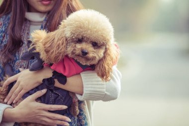 Oyuncak fino köpeği ile kadın ustası bir parkta oynarken