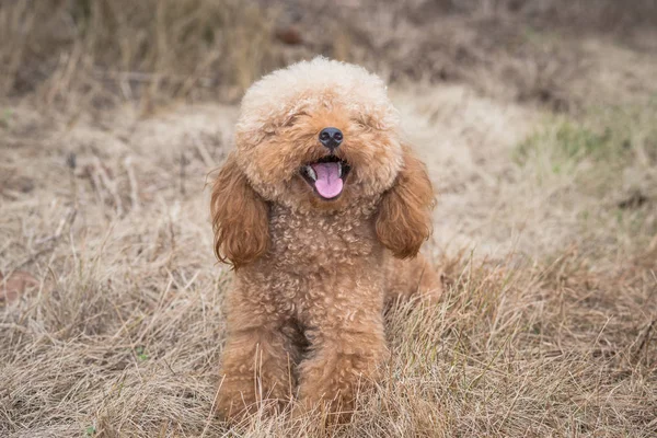 Toy Poedel op gras veld — Stockfoto