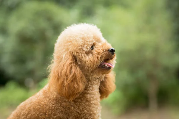 Juguete caniche en campo de hierba — Foto de Stock