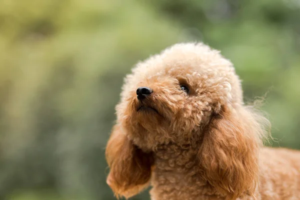 Toy Poedel op gras veld — Stockfoto