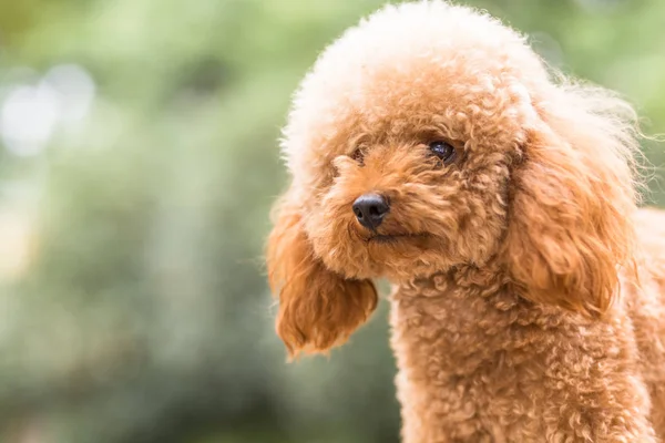 Poodle de brinquedo no campo de relva — Fotografia de Stock