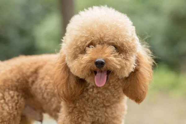 Poodle de brinquedo no campo de relva — Fotografia de Stock