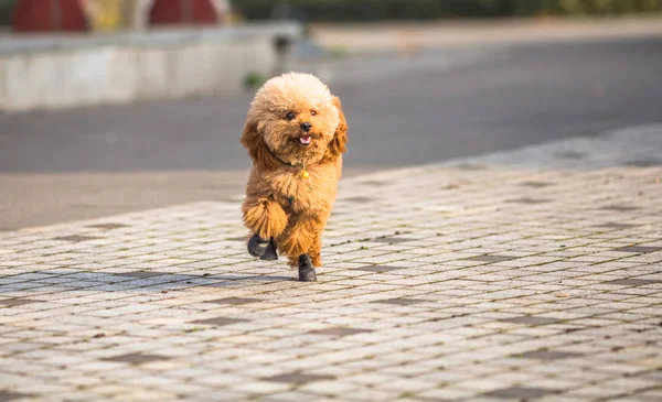 Brinquedo Poodle jogando em um parque — Fotografia de Stock