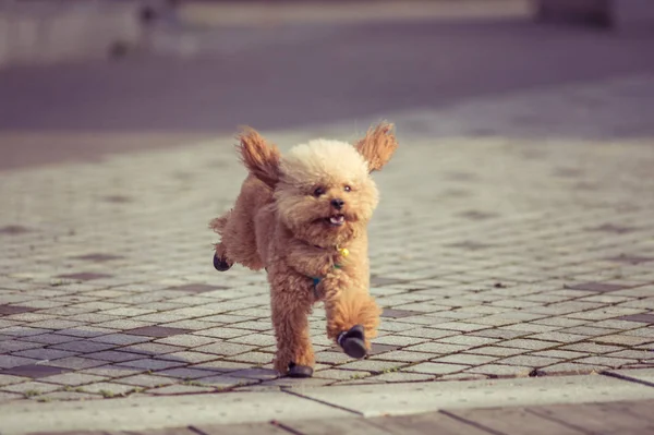 Juguete Poodle jugando en un parque — Foto de Stock