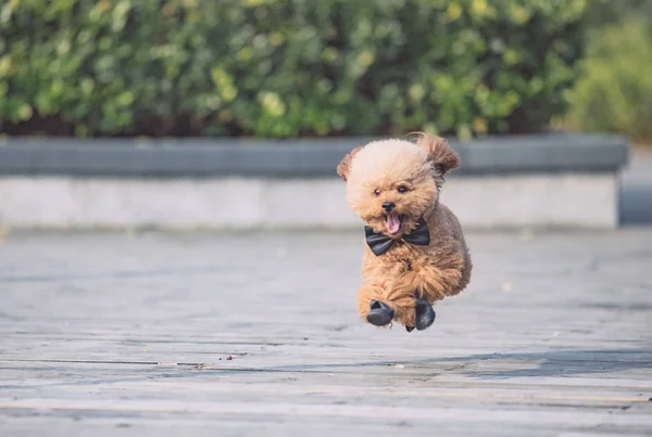 Brinquedo Poodle jogando em um parque — Fotografia de Stock