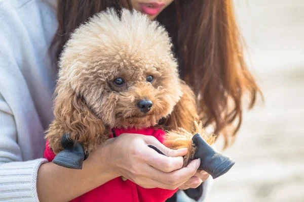 Toy Poodle brincando com seu mestre feminino em um parque — Fotografia de Stock