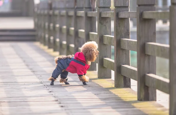 Brinquedo Poodle jogando em um parque — Fotografia de Stock