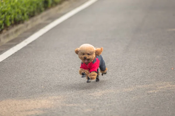 Brinquedo Poodle jogando em um parque — Fotografia de Stock