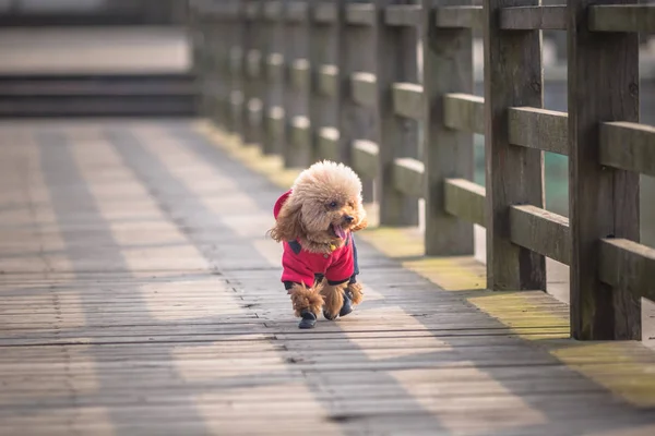 Juguete Poodle jugando en un parque — Foto de Stock