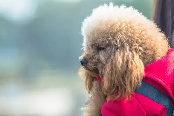 Brinquedo Poodle jogando em um parque — Fotografia de Stock