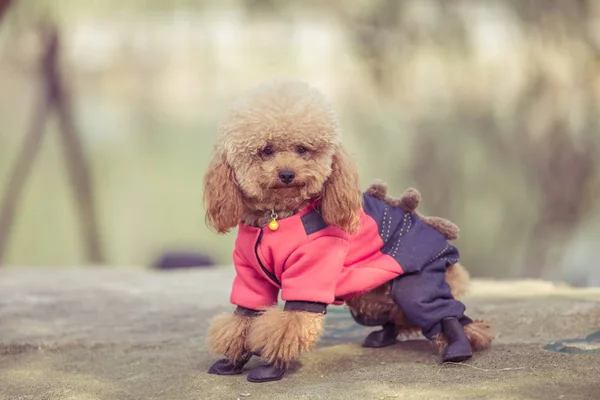 Brinquedo Poodle jogando em um parque — Fotografia de Stock