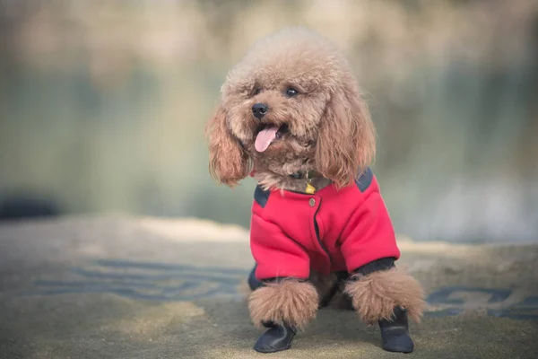 Brinquedo Poodle jogando em um parque — Fotografia de Stock