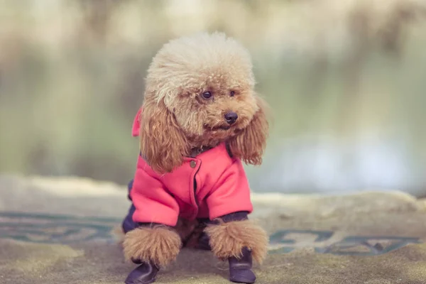 Brinquedo Poodle jogando em um parque — Fotografia de Stock