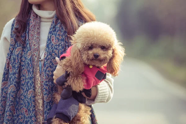 Oyuncak fino köpeği ile kadın ustası bir parkta oynarken
