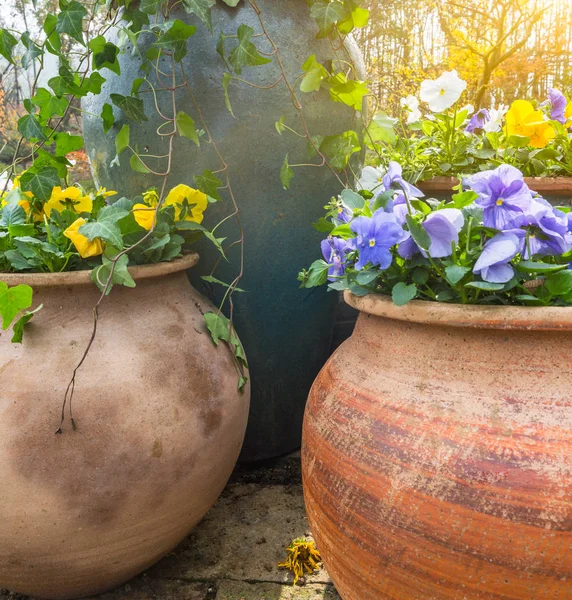 Detalle de tiro de la planta sobre fondo natural — Foto de Stock