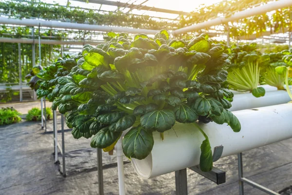 Sera içinde organik sebze — Stok fotoğraf