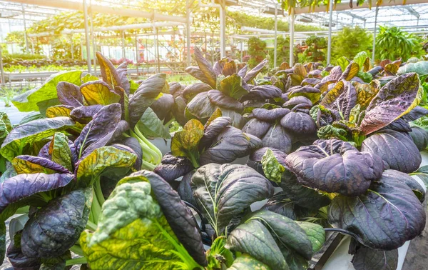 Invernaderos vegetales organicos | Vegetales orgánicos en invernadero