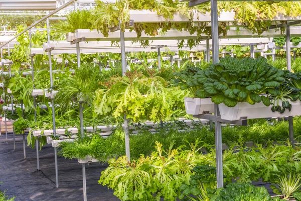 Organic vegetable in greenhouse — Stock Photo, Image