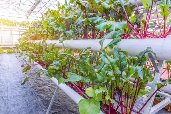 Organic vegetable in greenhouse — Stock Photo, Image