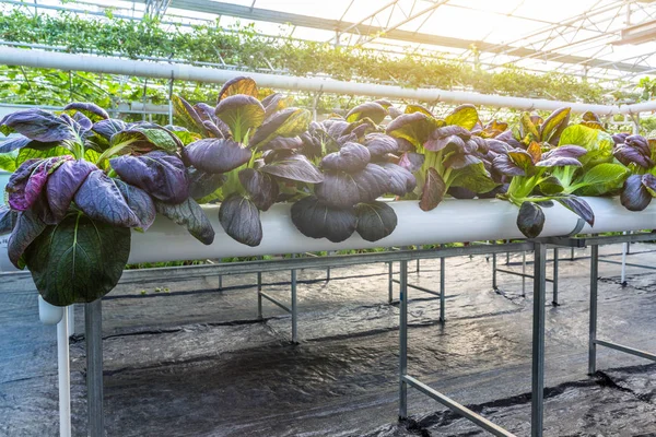 Sera içinde organik sebze — Stok fotoğraf