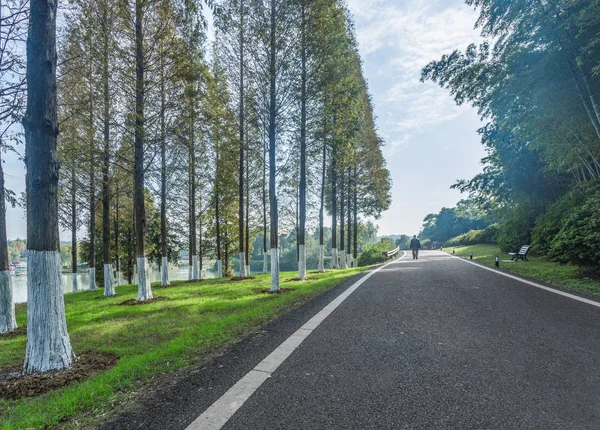 Puste autostrady, pośród zielonych drzew — Zdjęcie stockowe