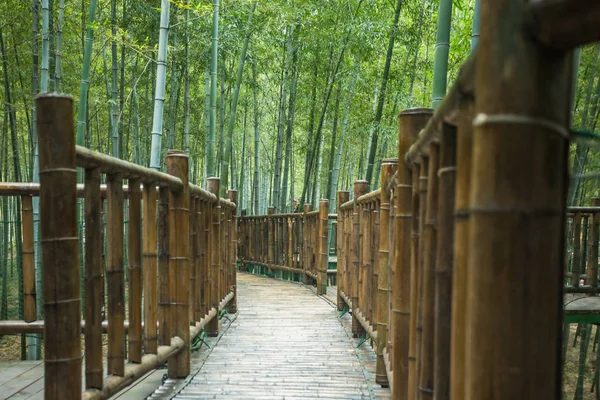 Hutan bambu di Yixing — Stok Foto