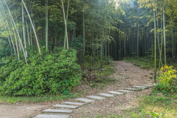 Hutan bambu di Yixing — Stok Foto