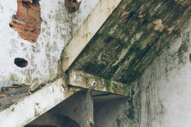 Yıkıldı House, portre