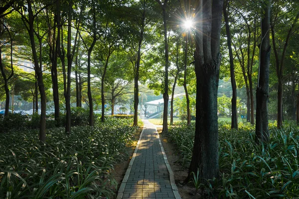 City park, aspring-nyári természeti táj — Stock Fotó