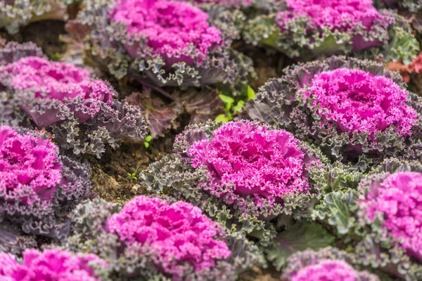 정원에서 보라색 장식적인 양배추 — 스톡 사진